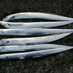 息子とその友達たちと朝マズメ釣行。今日も活況でした。